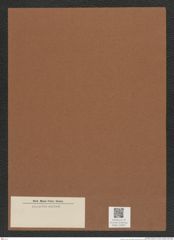 Diatomeae indet. Zeichnungen Sammlung Grunow Mappe 03635 (Herbarium_W_Grunow_drawings_Folder_03635)